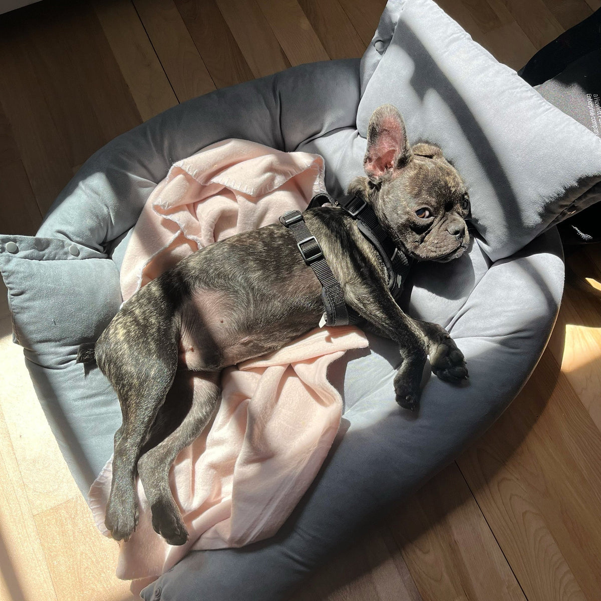 Calming Dog Sofa Bed Couch Protector Usage View