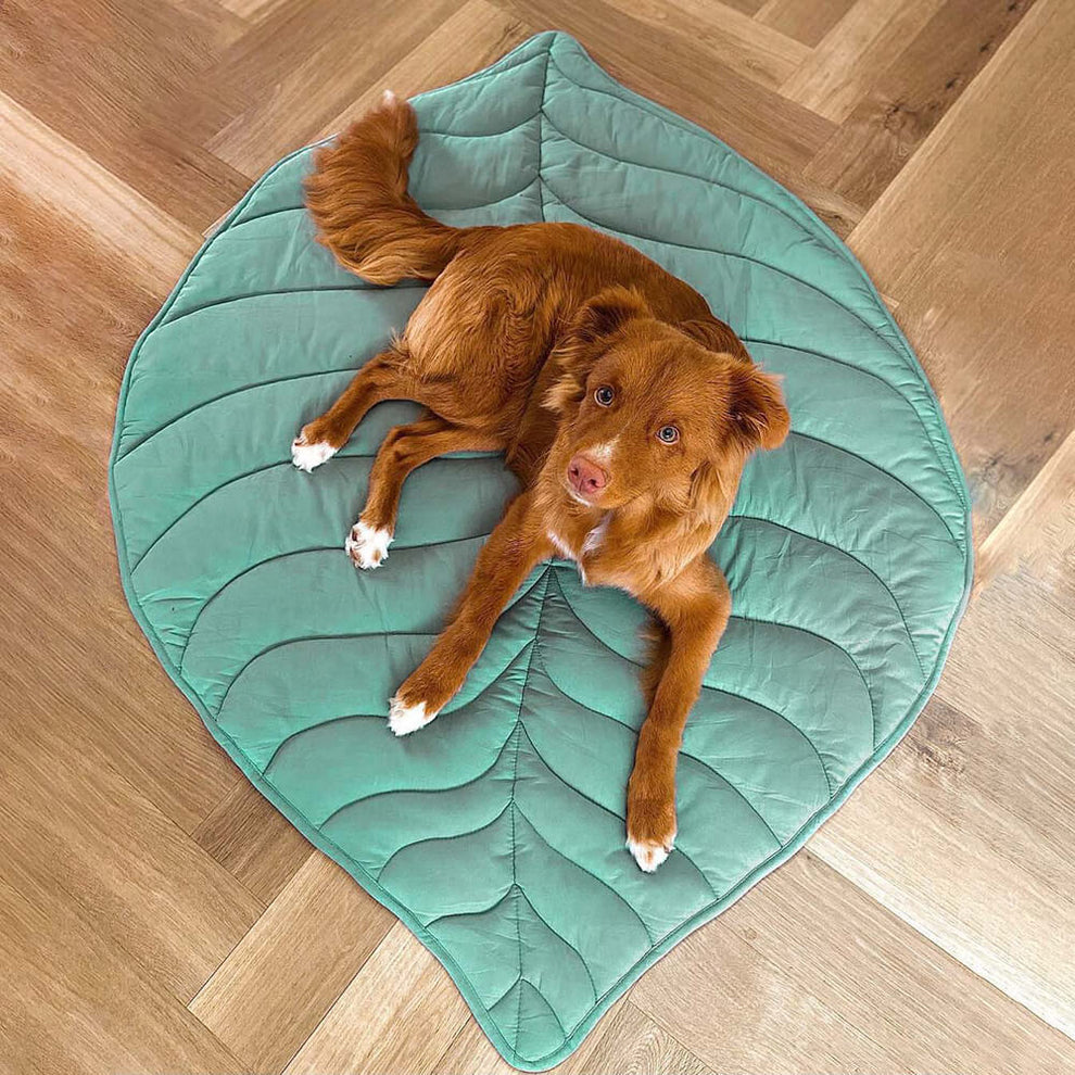 Leaf Shape Dog Blanket Lifestyle View